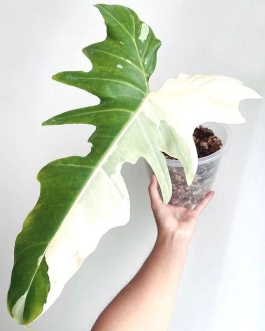 Philodendron Golden Dragon Variegated