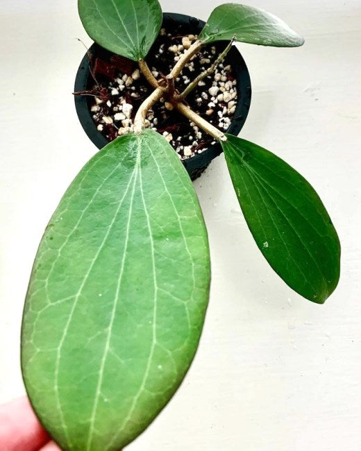 Hoya Nicholsoniae sp. Papua