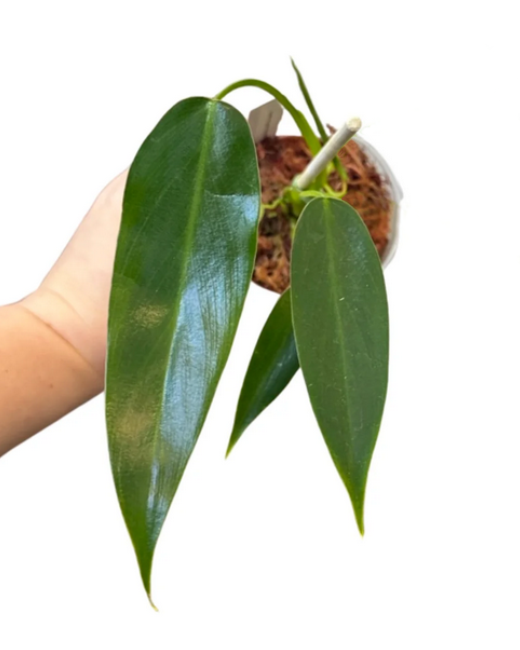 Philodendron Spiritus Sancti