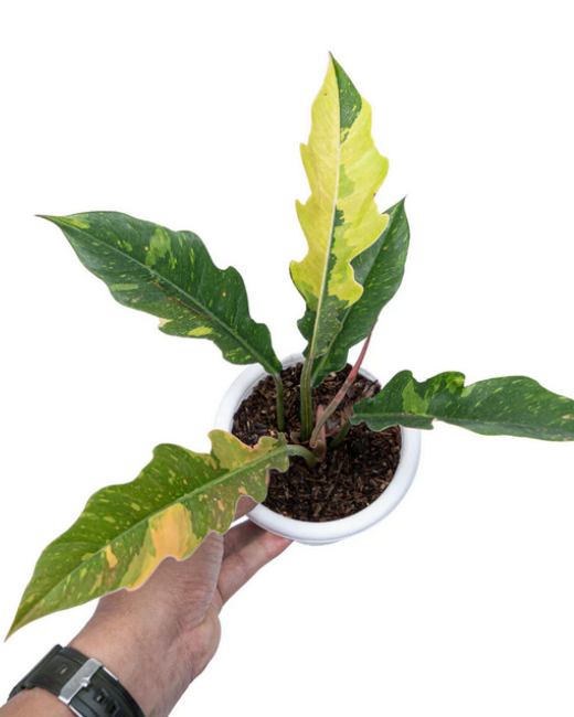 Philodendron Ring of Fire Variegated