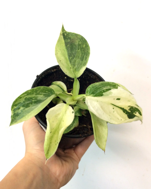 Philodendron Moonlight Variegated