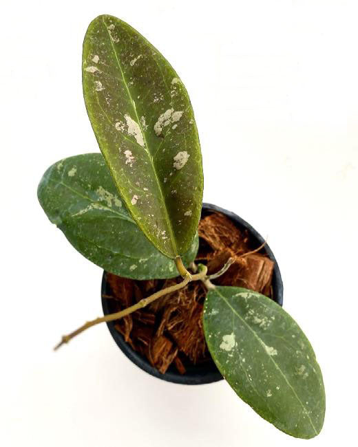 Hoya Rintzii sp. Borneo