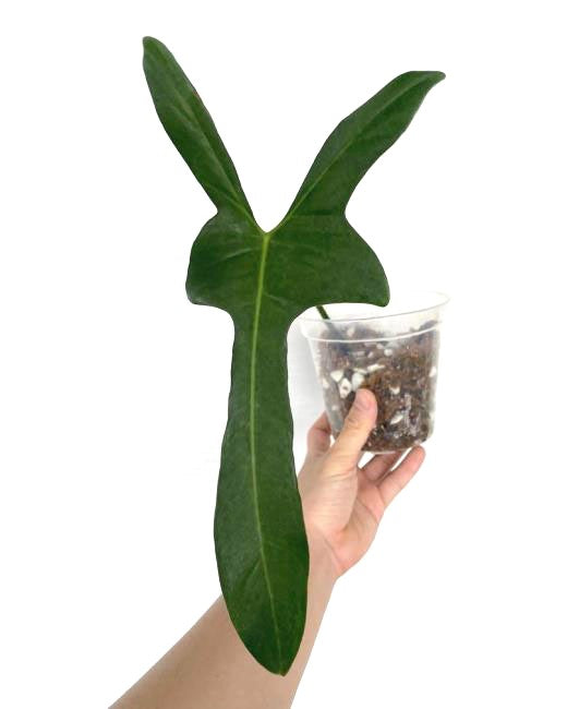 Philodendron Longilobatum Lelano Miyano