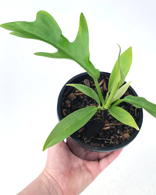 Philodendron Distantilobum